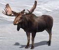 Moose
