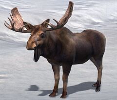 Moose.jpg
