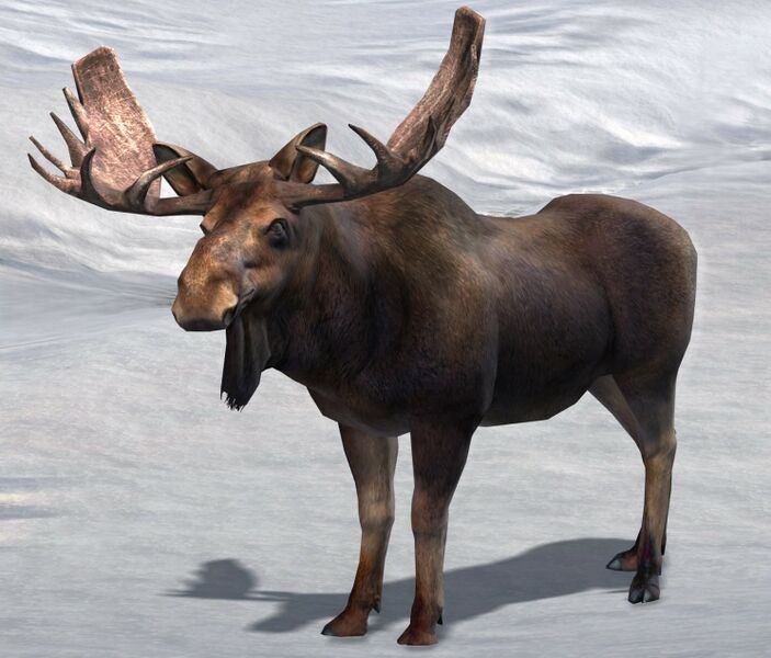 File:Moose.jpg