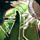 Prank Old Tom.png