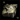 Jotun Runestone.png