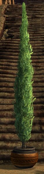 File:Potted Cypress.jpg