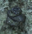 Thumbnail for version as of 00:04, 13 June 2016