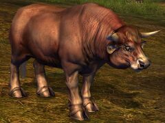 Brown Cow.jpg