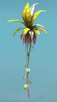 Island Shrub.jpg