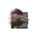 Juvenile Ice Drake.png