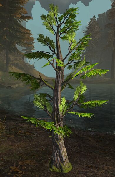 File:Lowland Pine Sapling.jpg