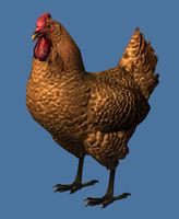 Mini Chicken.jpg