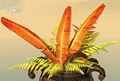 Potted Gold Fern close-up.jpg