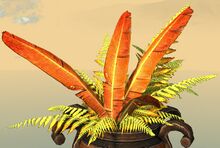 Potted Gold Fern close-up.jpg