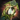 Sun-Blessed Zephyrite Staff.png