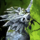 Canthan Nian Statue.png