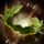 Champion's Laurels.png