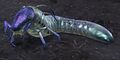 Purple-Headed Grub.jpg
