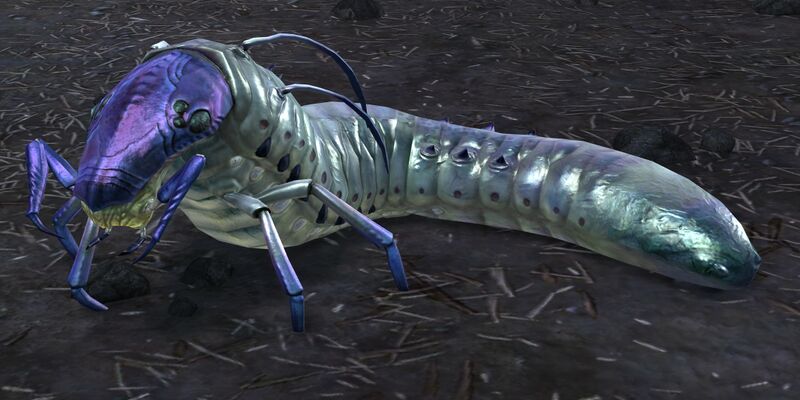 File:Purple-Headed Grub.jpg