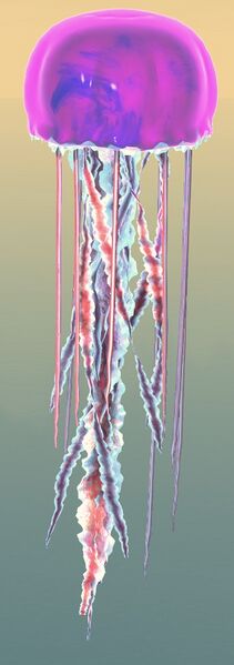File:Underwater Jellyfish.jpg