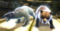 Bear challengers.