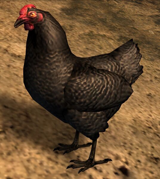 File:Black Chicken.jpg