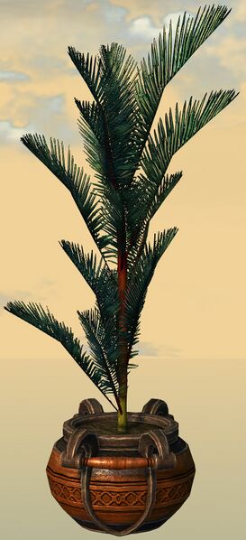 File:Potted Blue Moa Fern side.jpg