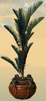 Potted Blue Moa Fern side.jpg