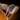 Fast Constructor's Warhorn.png