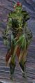 Male sylvari