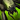 Mini Swamp Spider.png