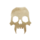 Necromancer (overhead icon).png