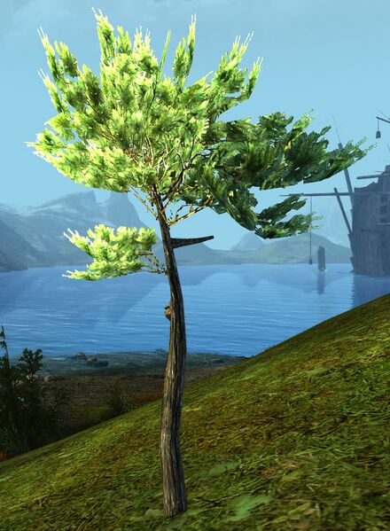 File:Pine Sapling.jpg