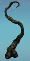 Reaching Twisted Tree.jpg