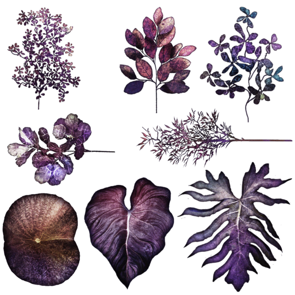 File:Branded foliage 2.png
