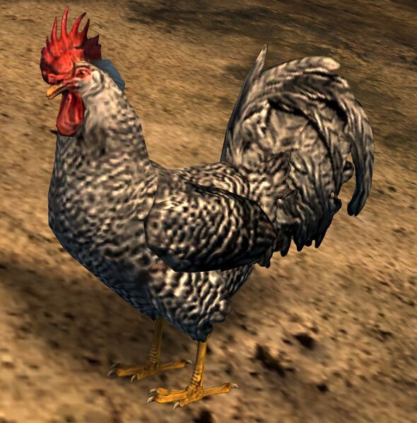 File:Grey Rooster.jpg