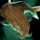 Ripsaw Catfish.png