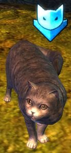 Blue Catmander.jpg