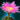 Cactus Flower.png