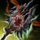 Consecrated Saryx Staff.png