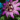 Passion Flower