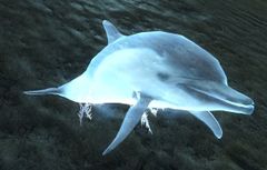 Spirit of Frost (underwater).jpg