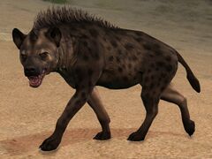 Black Fur Spotted Hyena.jpg