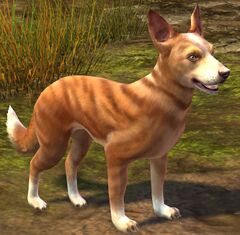 Brindle Basenji.jpg