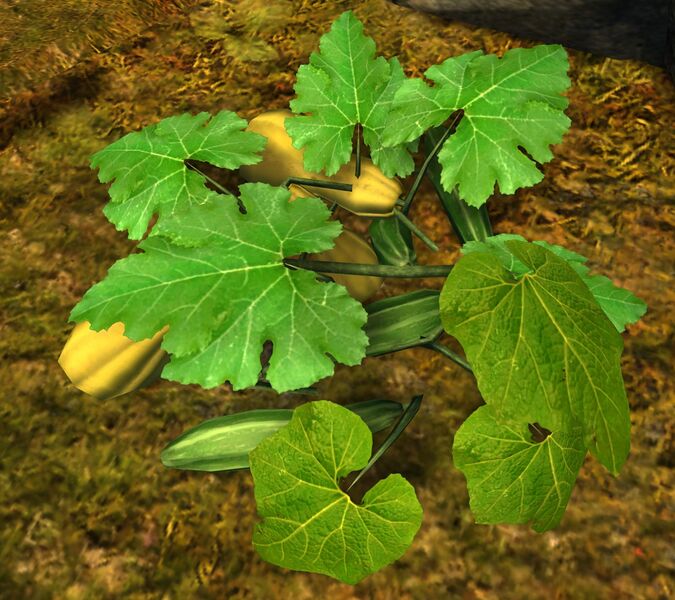 File:Butternut Squash (node).jpg