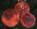 Thumbnail for version as of 15:49, 20 July 2025