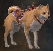 Desert Shiba.jpg