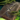 Jungle Magics- Spear Edition.png