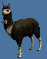 Mini Fancy Black Llama.jpg