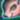 Mini Piglet.png
