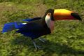 Castoran toucan.
