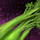 Celery Stalk.png