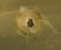 Thumbnail for version as of 00:34, 20 July 2014