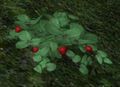 Thumbnail for version as of 16:32, 3 September 2012